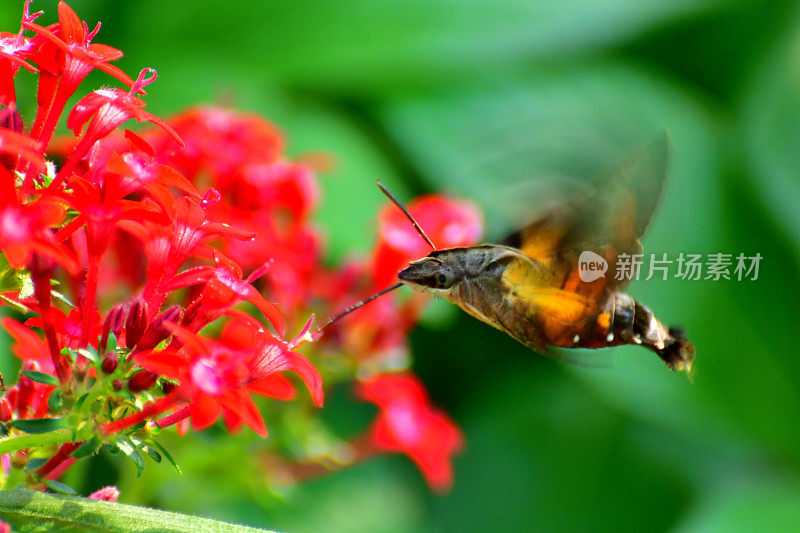 Pentas lanceolata和蜂鸟鹰蛾